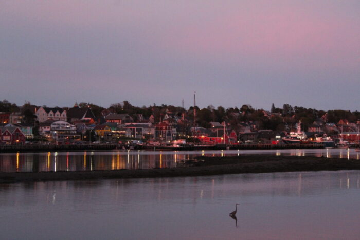 Farm at sunset with flowers in the foreground.