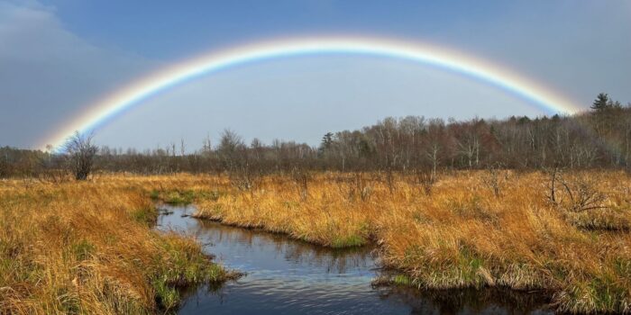 Farm at sunset with flowers in the foreground.