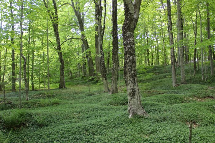 Reforesting Prince Edward Island
