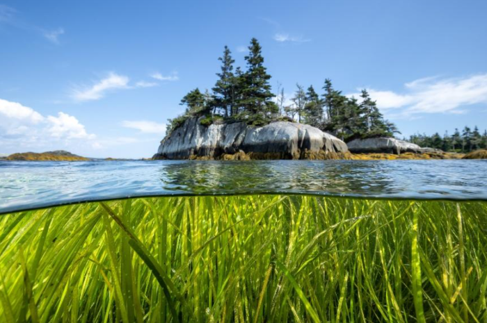 Climate Adaptation Stories: Eelgrass and Coastal Resilience